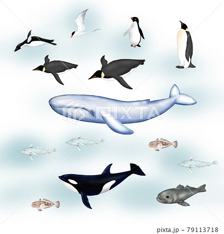 クジラ 魚 イラスト 鯨のイラスト素材
