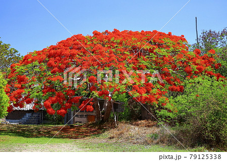 南国の木 赤い花の写真素材
