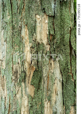プラタナスの樹皮 樹皮 樹木の写真素材 - PIXTA