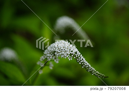 花 トラノオ 白い花 トラノオの花の写真素材