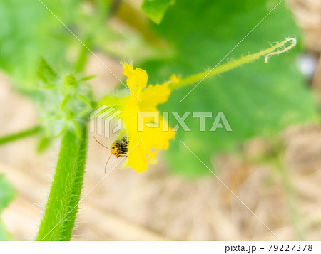 ウリハムシ きゅうりの葉 害虫 きゅうりの写真素材