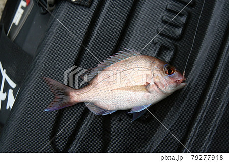 チャリコ 魚の写真素材