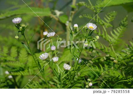 ハルシオン 花の写真素材