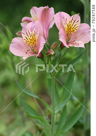 花 アルストロメリア 花畑 ピンクの写真素材