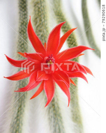 キャットテイルの花の写真素材