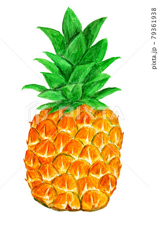 パイナップルのイラスト素材集 ピクスタ
