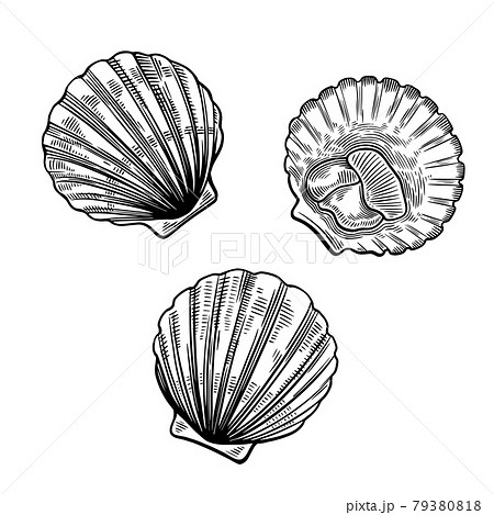 Scallop Seashell Vector. Ocean Mollusk Sea Shell - Stock Illustration  [38168682] - PIXTA