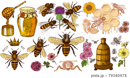 ハチのイラスト素材