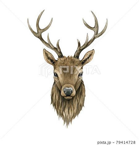 鹿の正面の写真素材