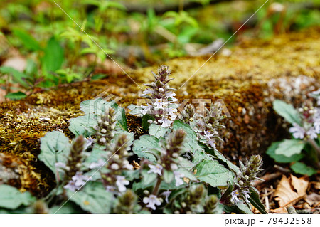 花 十二単 山野草の写真素材