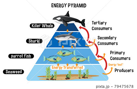 生態系ピラミッド 図のイラスト素材