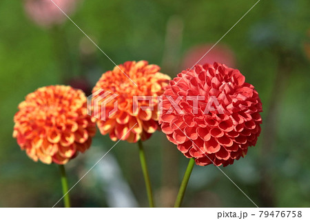 メキシコの国花の写真素材