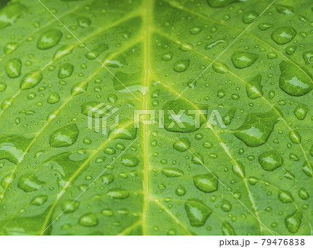 葉 葉っぱ 水滴 雫の写真素材