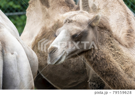 動物 ラクダ らくだ 顔の写真素材