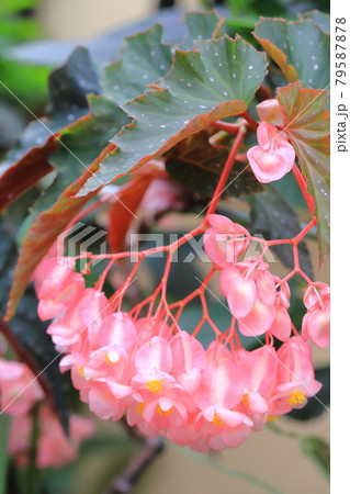 木立ベゴニアの写真素材 - PIXTA