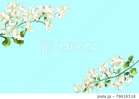 Bougainvillea Illustrations