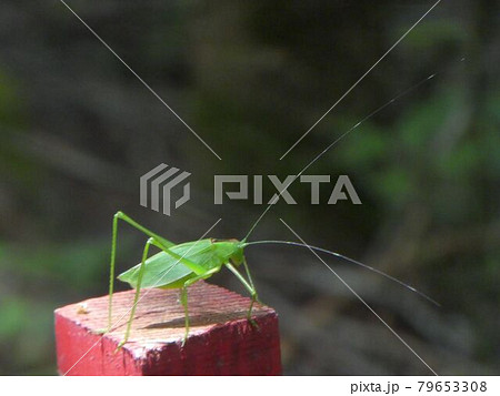 ウマオイ 虫の写真素材