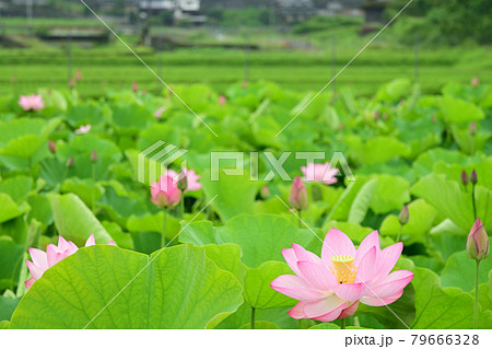 蓮花の写真素材