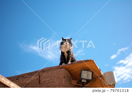 猫 動物 偉そうの写真素材