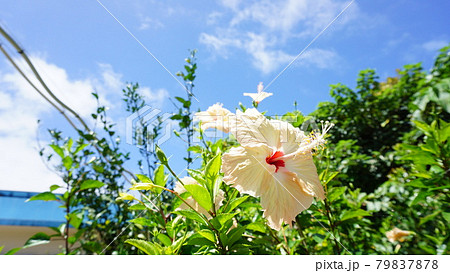 風鈴仏桑花 赤 南国の花の写真素材
