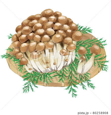 檜の葉のイラスト素材