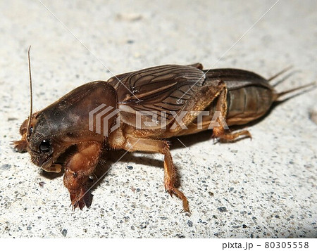 オケラ 虫の写真素材