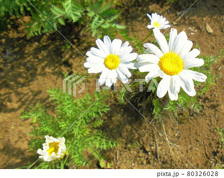 ジョチュウギクの写真素材