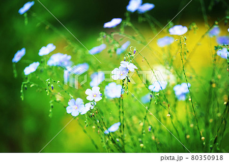 亜麻の写真素材