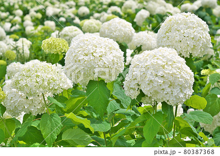 花 アジサイ 六月 壁紙の写真素材