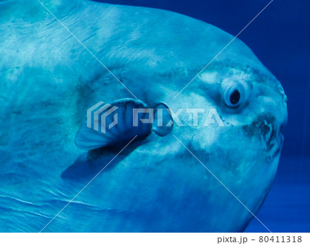 マンボウの写真素材集 ピクスタ