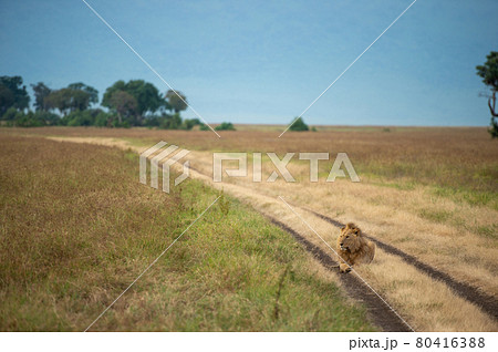 サバンナ 背景の写真素材 - PIXTA
