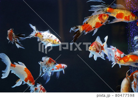 金魚 魚 尾びれ 背びれの写真素材