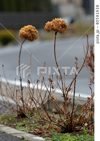 枯れ葉 葉 紫陽花 冬の写真素材