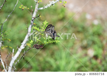 アゲハ蝶 卵 山椒 産卵の写真素材