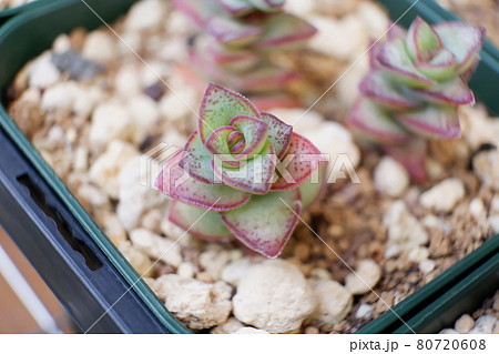 植物 多肉植物 セダム 星の王子の写真素材