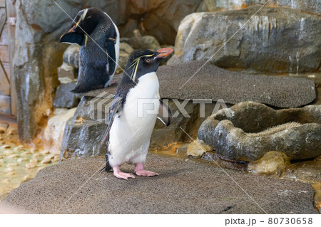 ミナミイワトビペンギンの写真素材