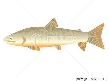 イワナのイラスト素材