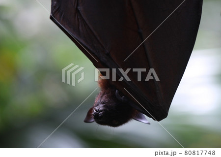 The shadow of a bat against a gray wall. A silhouette of an animal