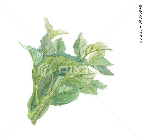 野菜 イラスト 食材 ツルムラサキのイラスト素材