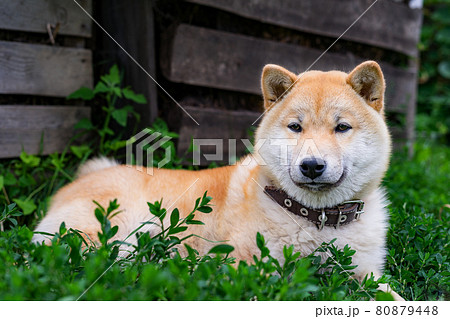 秋田犬 犬 横 可愛いの写真素材