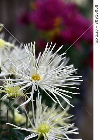 糸菊の写真素材 - PIXTA
