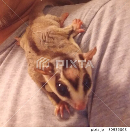 ももんがの写真素材 ももんがの写真素材