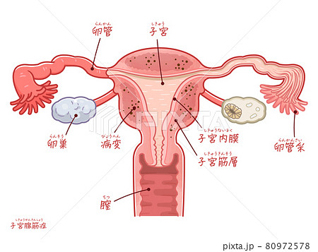 子宮のイラスト素材