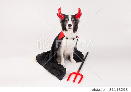 犬 コスプレ ハロウィン コスチュームの写真素材