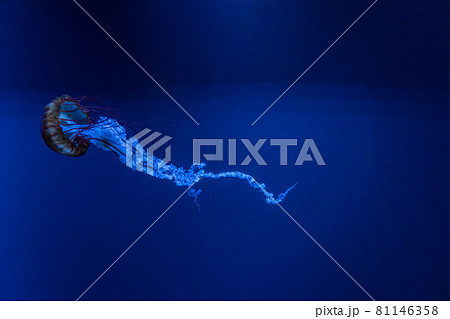 クラゲ 幻想的 きれい リラックスの写真素材