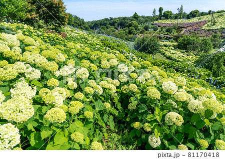 アナベルの丘 花の写真素材 - PIXTA
