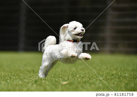 マルチーズの写真素材集 ピクスタ