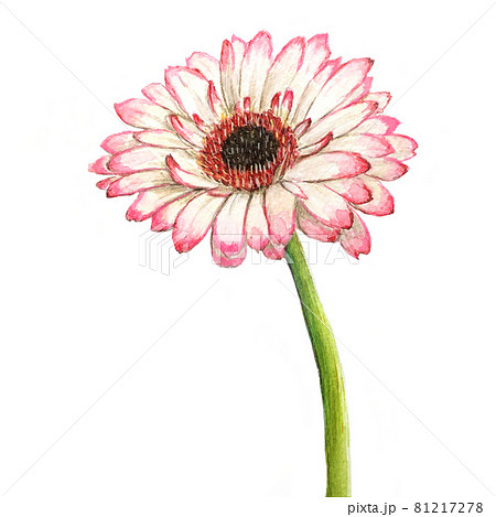 ガーベラ 花 イラスト かわいいのイラスト素材