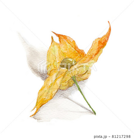 ほおずき ホオズキ 水彩画 植物のイラスト素材 - PIXTA
