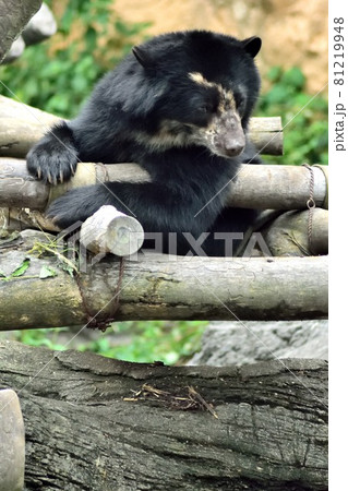 メガネグマ 木登り 熊 メガネクマの写真素材